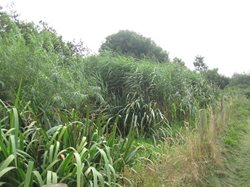 Reed Bed 2014
